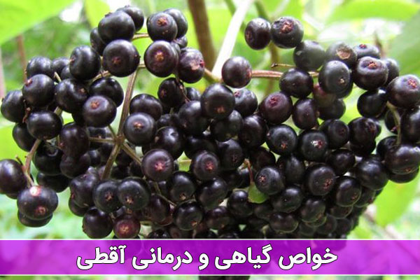 گیاه آقطی چه خاصیتی دارد؟ گیاه آقطی چه خاصیتی دارد؟