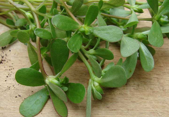 خواص گیاه خرفه و تخم آن