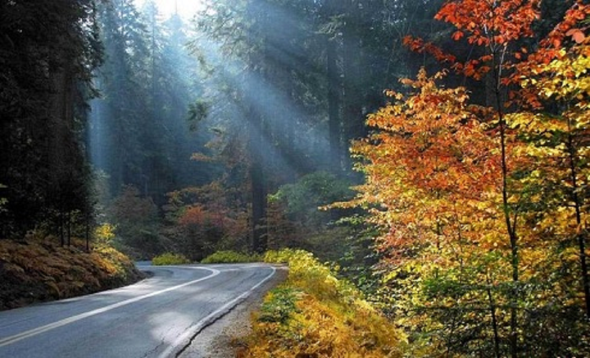 توسکستان بینظیرترین وتماشایی ترین جاده جنگلی در گرگان