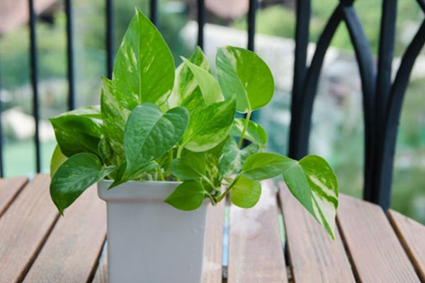 دلایل استفاده از گل و گیاه در طراحی دکوراسیون خانه