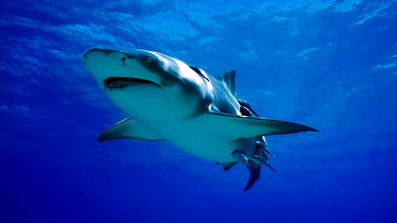 آخرین اخبار مربوط به Covid19 در ایران و جهان