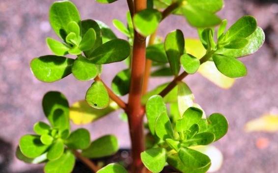 خواص گیاه خرفه و تخم آن