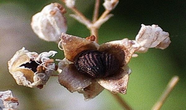 خواص و مضرات گیاه چوبک