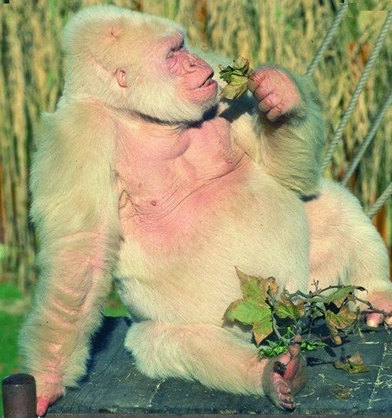 حیوانات زیبایی که در حال انقراض هستند