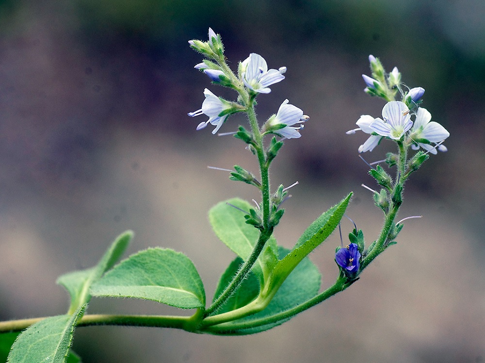 آشنایی با گیاه سیزاب و فواید آن