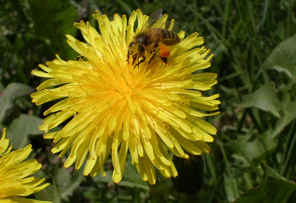 آشنایی با خواص و مضرات گیاه شیر تیغک