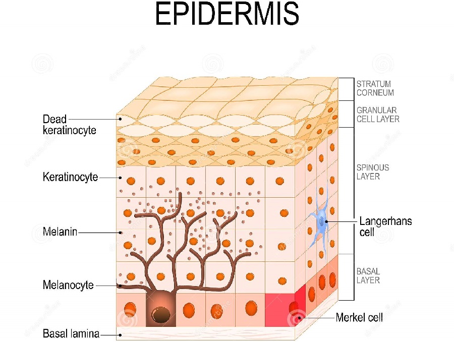 ویژگی ها و عملکرد لایه اپیدرم پوست