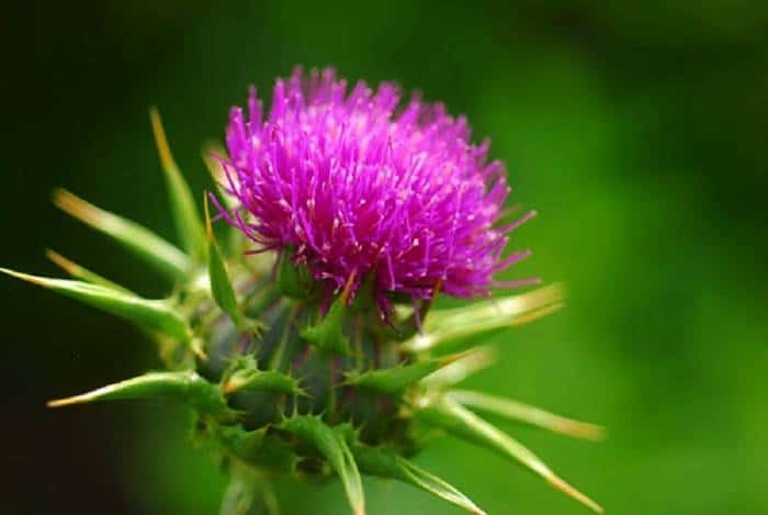 فواید بی نظیر گیاه خار مریم