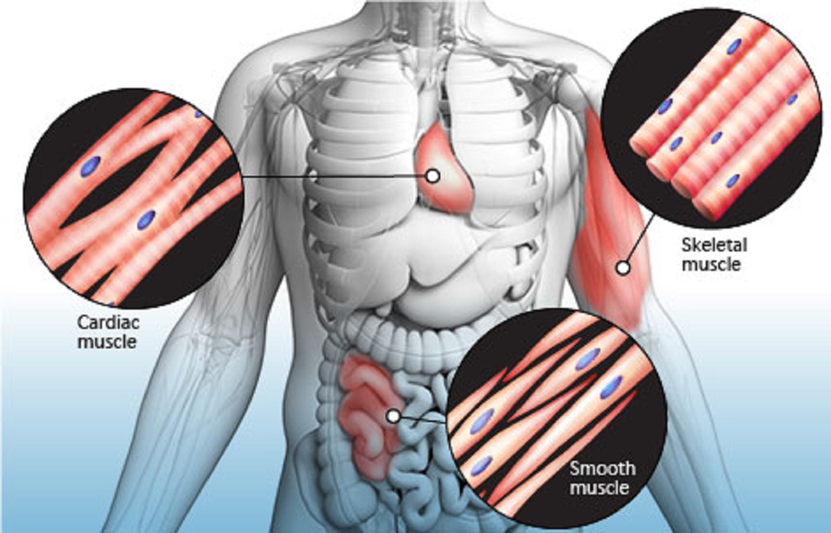 خواص درمانی روغن چوب صندل