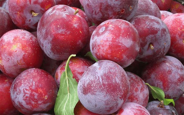 آلو و یک دنیا خاصیت