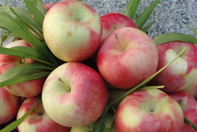 سیب و یک دنیا خاصیت