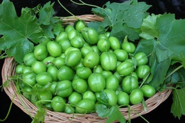 با فواید و مضرات گوجه سبز آشنا شوید؟