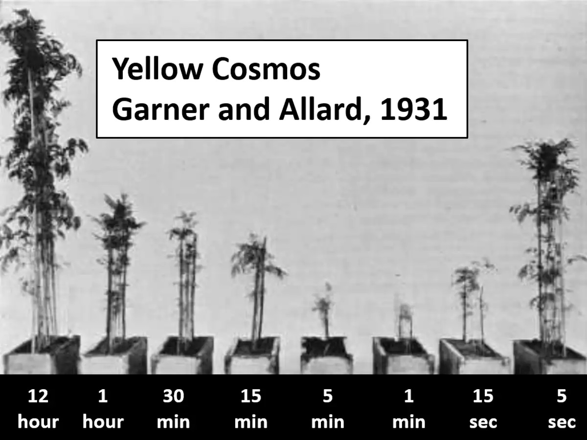 با روشن و خاموش کردن نور، بدون آسیب رساندن به برداشت محصولات کشاورزی گلخانه ای، انرژی ذخیره کنیم