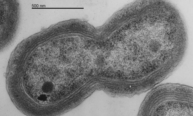 آلودگی ‌های ناشی از پلاستیک علاوه بر آسیب به ماهی‌ها، تنفس انسان را نیز مختل می‌کنند