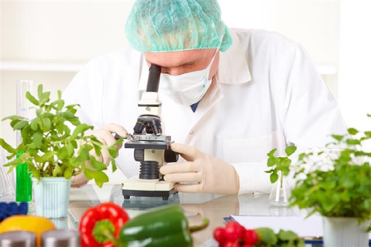 گیاهان تراریخته گیاهان تراریخته