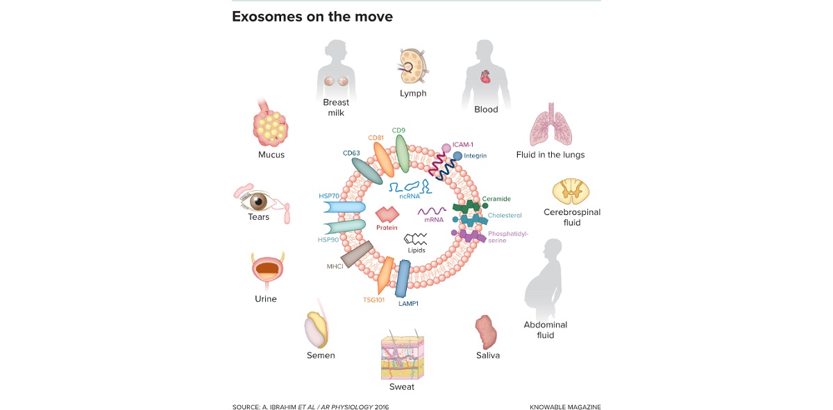 حاملهای ریز بار در بدن حاملهای ریز بار در بدن