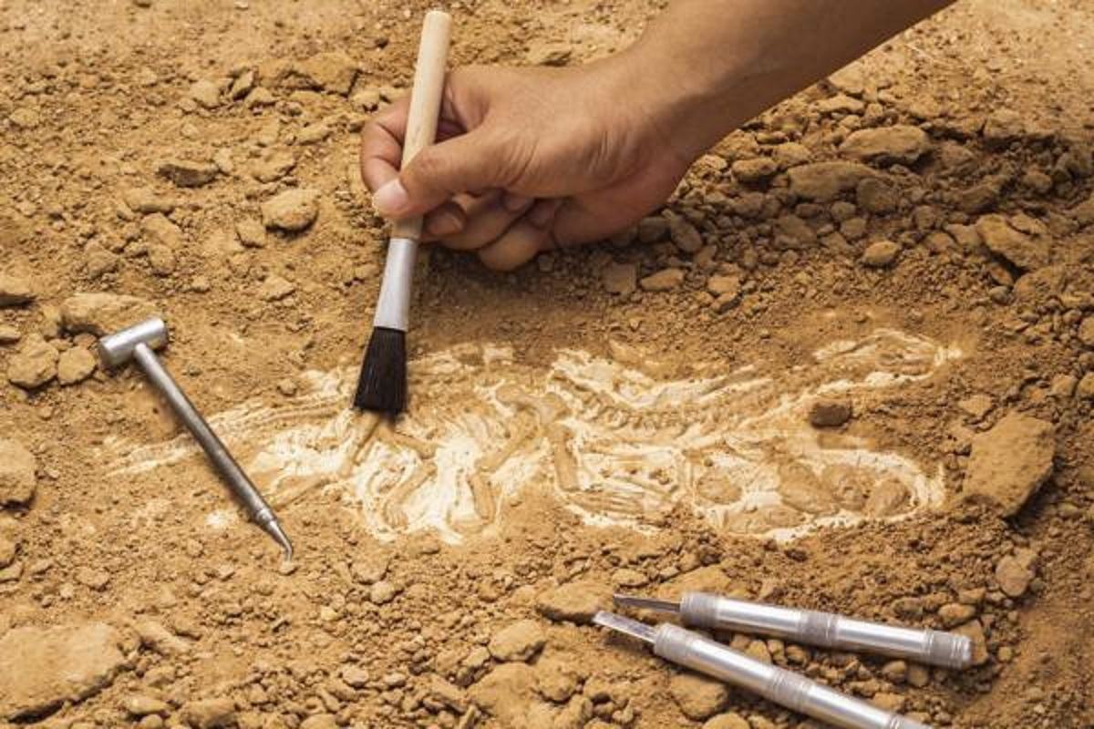 انواع مختلف باستان شناسی