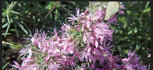 خواص و مضرات گیاه چوبک