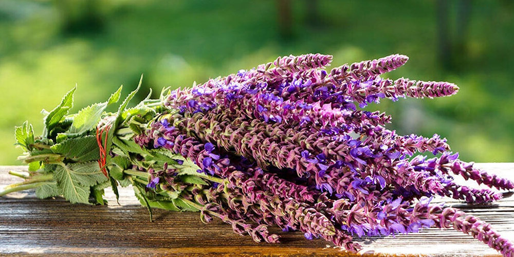 از خواص تا مضرات گیاه مریم گلی