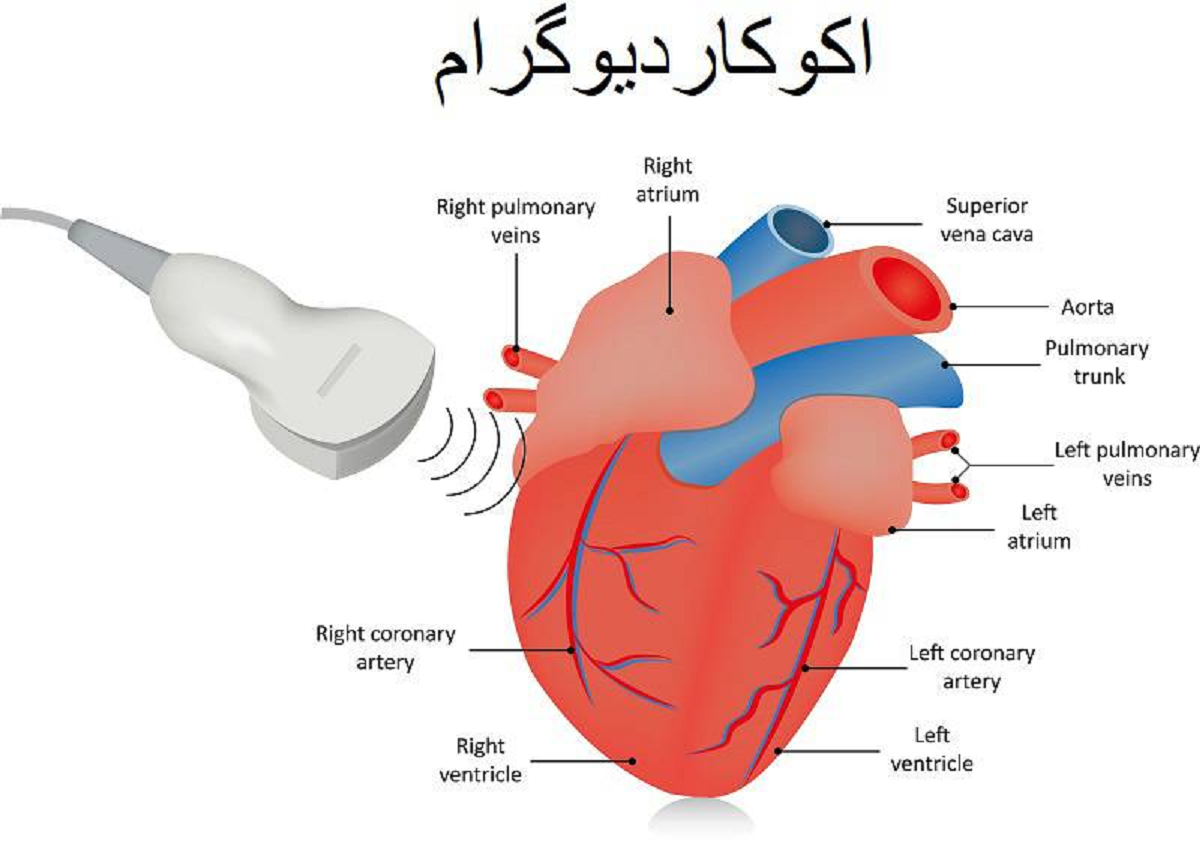 آشنایی با بیماری دریچه های قلب،علل و عوامل خطرآفرین آن