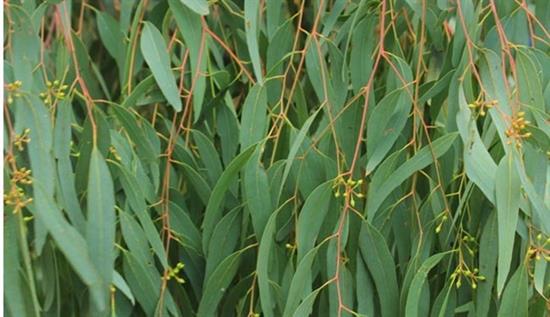 با خواص اکالیپتوس آشنا شوید