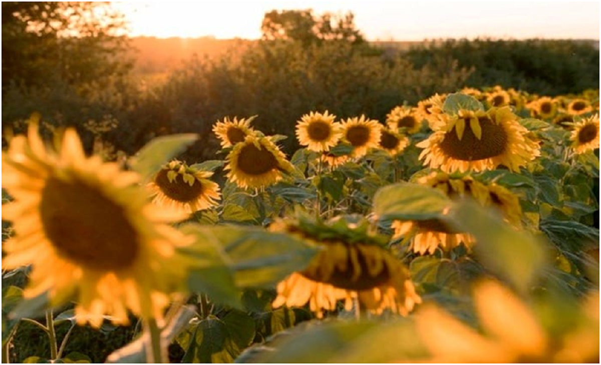 گل آفتابگردان؛ از معرفی انواع آن تا کاشت و نگهداری