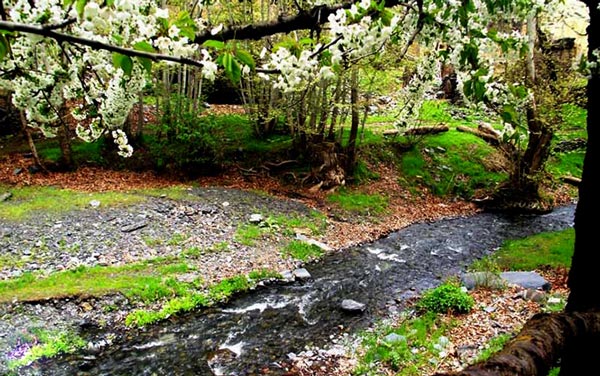 جنگل جیغ مشهد