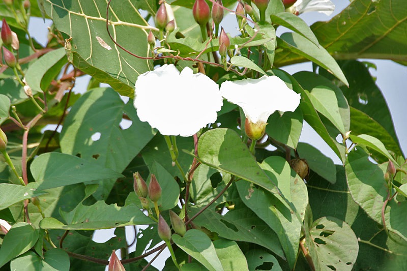 آشنایی با گیاه تربد و خواص آن