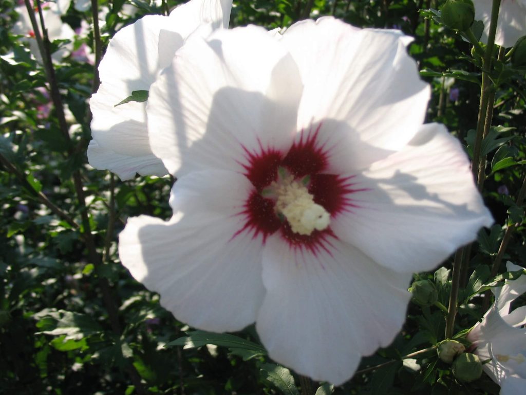 خواص گل ختمی را بشناسید