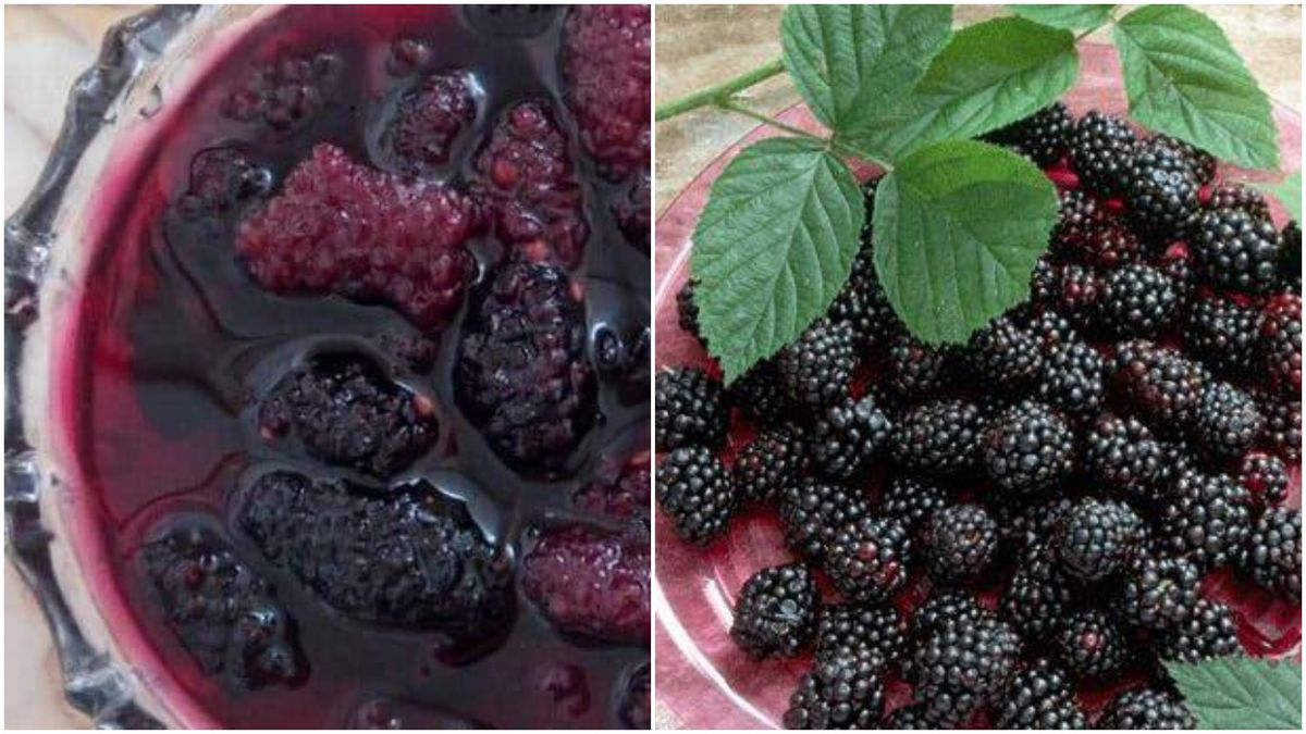 طرز تهیه انواع مربا با انواع توت
