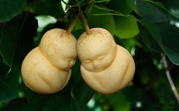 ۱۳ خاصیت درمانی گلابی