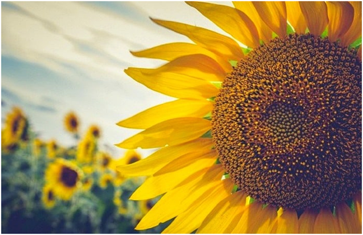 گل آفتابگردان؛ از معرفی انواع آن تا کاشت و نگهداری