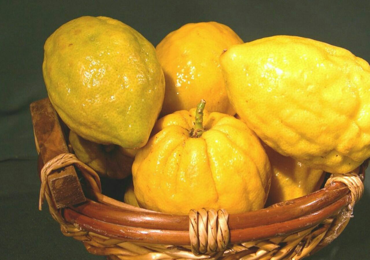 خواص درمانی میوه بالنگ