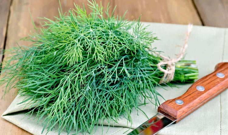 خوردن شوید در بارداری سقط جنین میآورد؟ خوردن شوید در بارداری سقط جنین میآورد؟