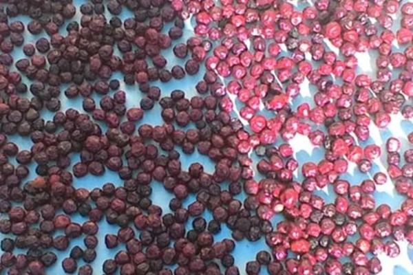 نحوه ی خشک کردن آلبالو در خانه