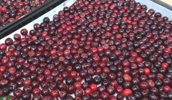 نحوه ی خشک کردن آلبالو در خانه