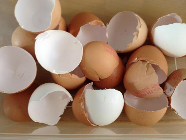 چگونگی از بین بردن مارمولک در خانه