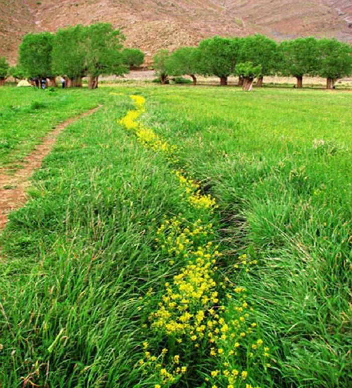 آشنایی با دشت هویج