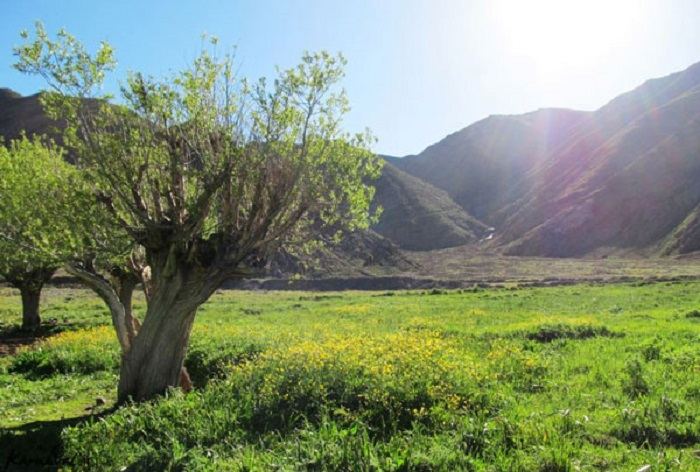 آشنایی با دشت هویج