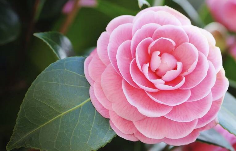 گیاهانی که در فصل زمستان هم گل می‌دهند