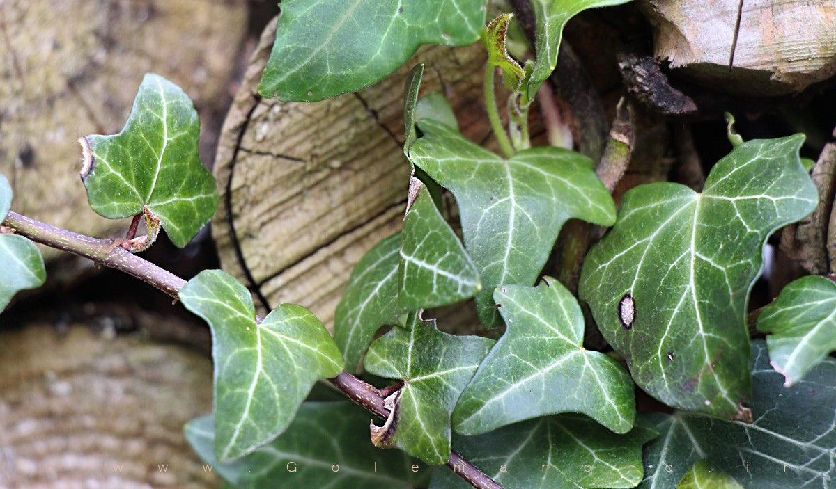 گیاه عشقه و خواص دارویی آن