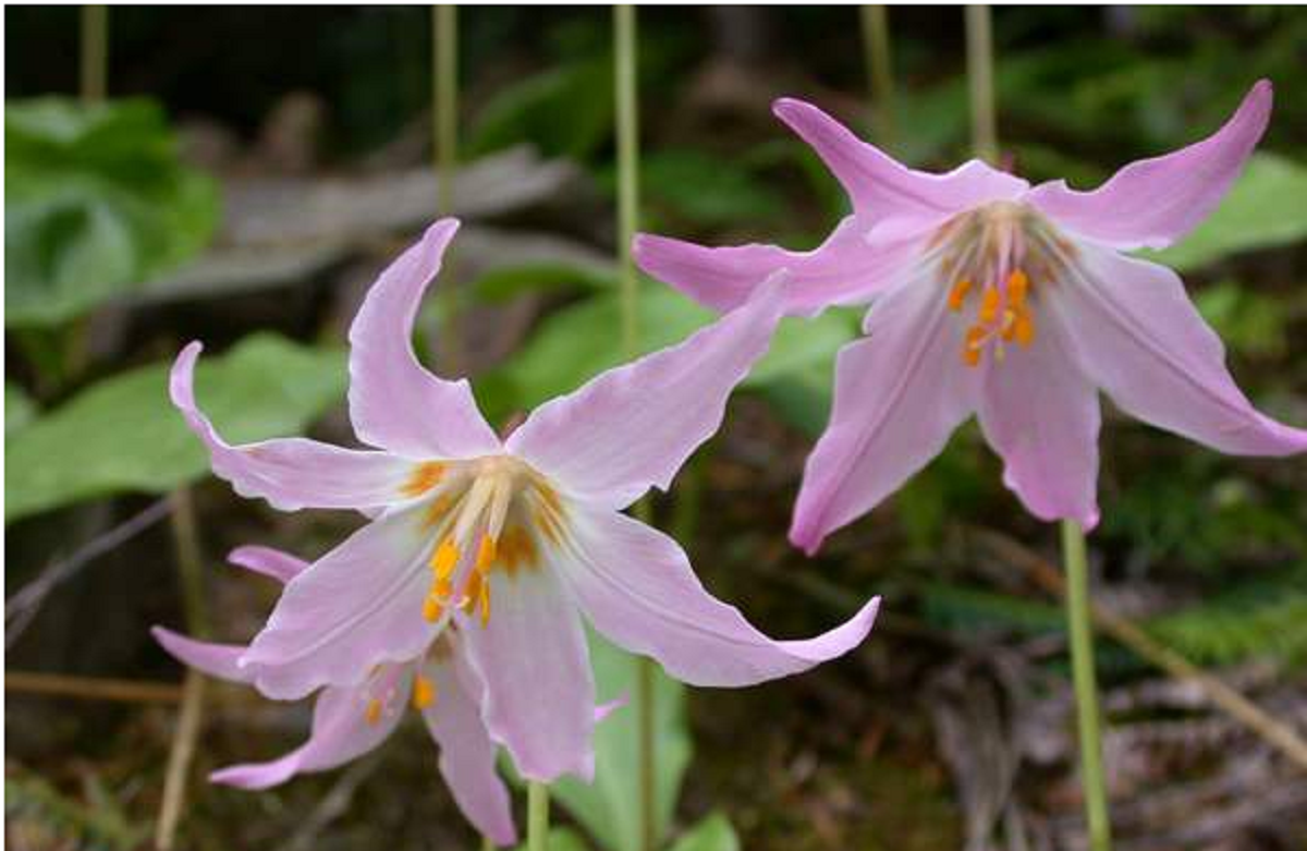 گل بنفشه؛ از معرفی انواع آن تا کاشت و نگهداری