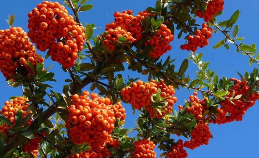 زالزالک و خواص بی نظیر آن