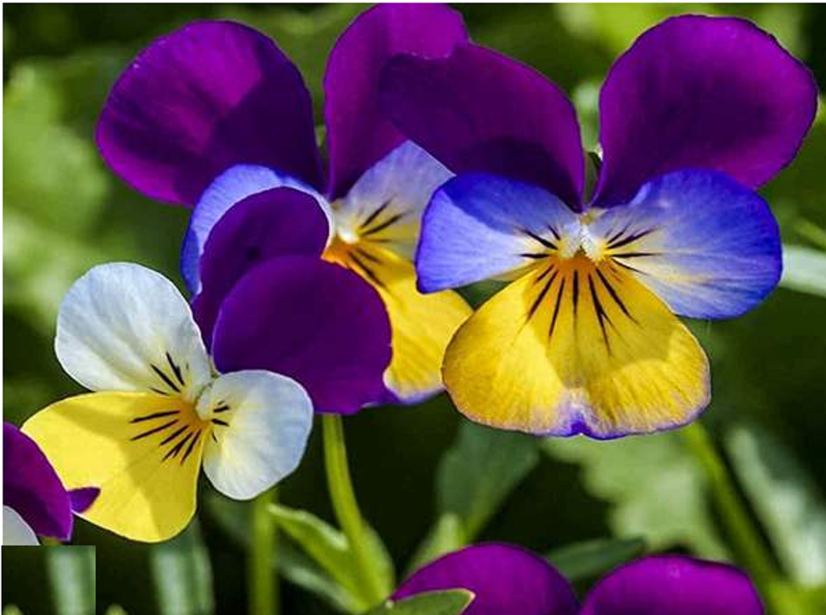 گل بنفشه؛ از معرفی انواع آن تا کاشت و نگهداری