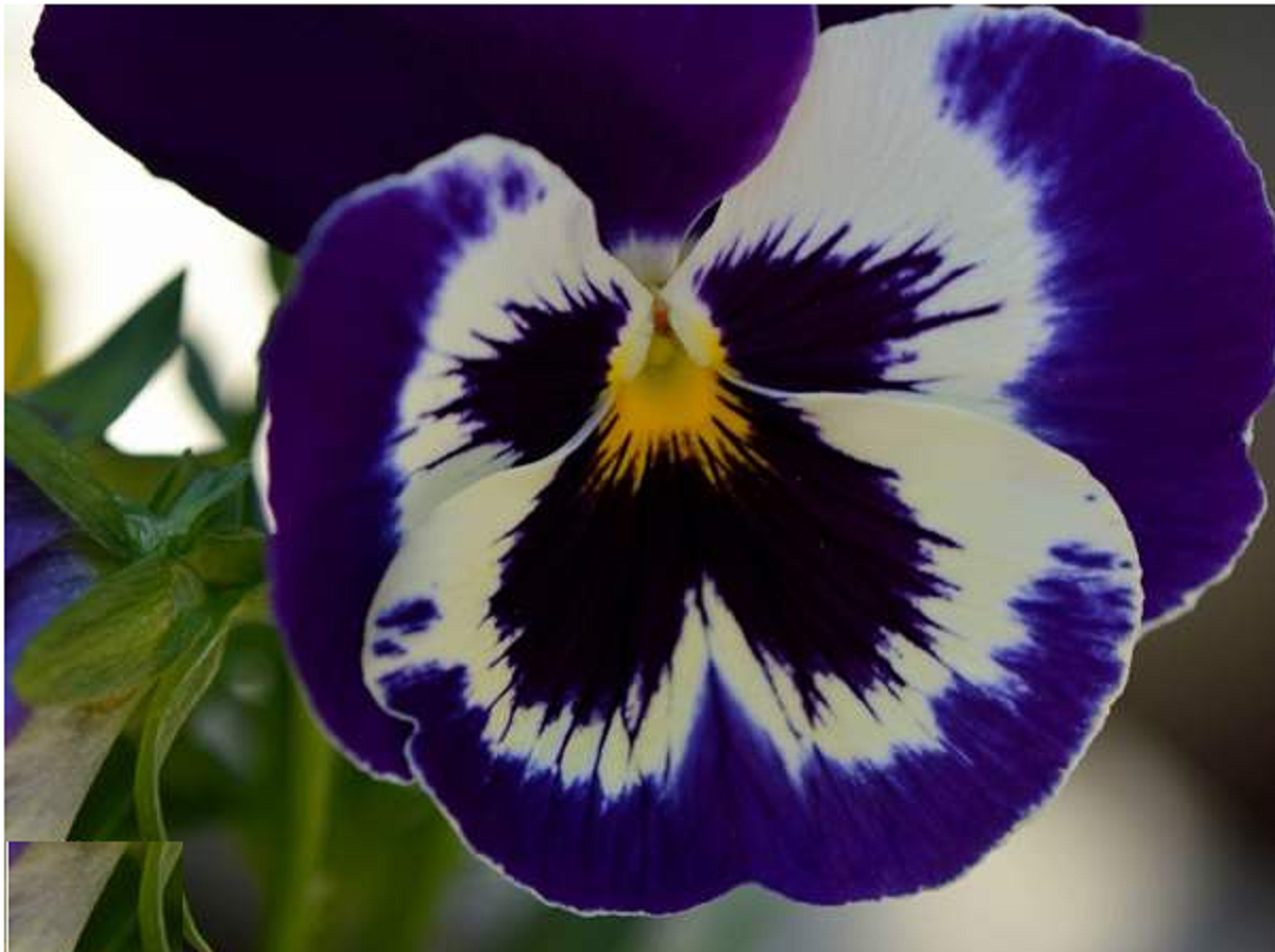 گل بنفشه؛ از معرفی انواع آن تا کاشت و نگهداری