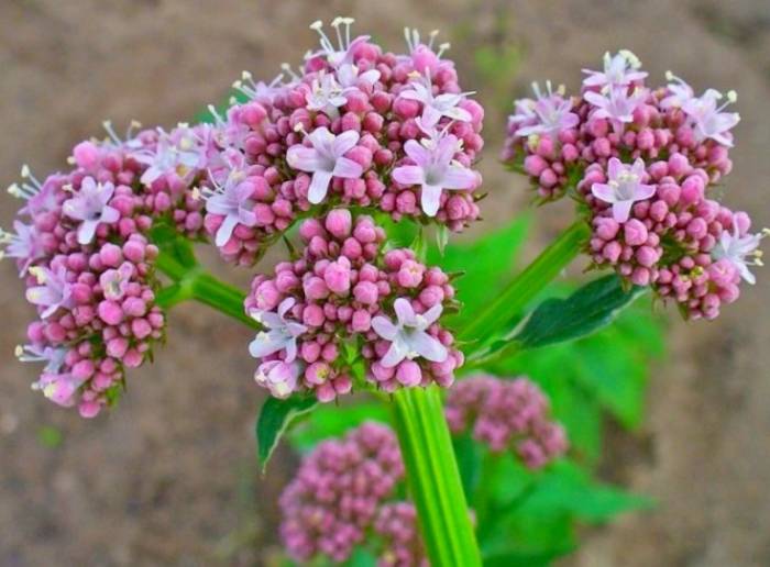 خواص سنبل الطیب و آشنایی با کاربردهای درمانی این گیاه