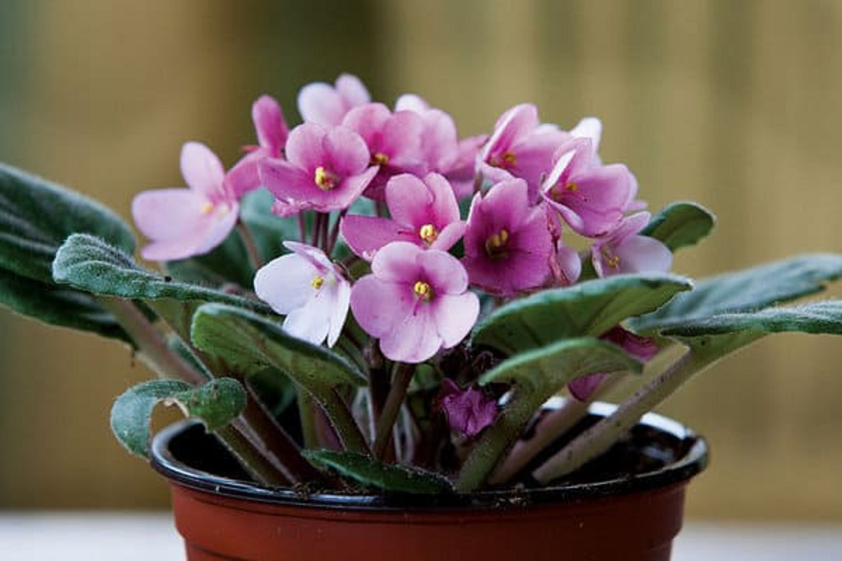 گل بنفشه؛ از معرفی انواع آن تا کاشت و نگهداری