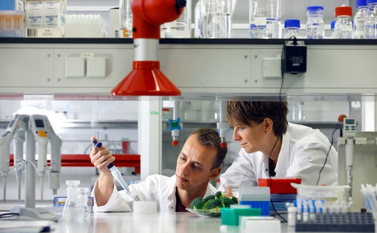 نحوه ارزیابی ایمنی خوراک دام اصلاح شده ژنتیکی