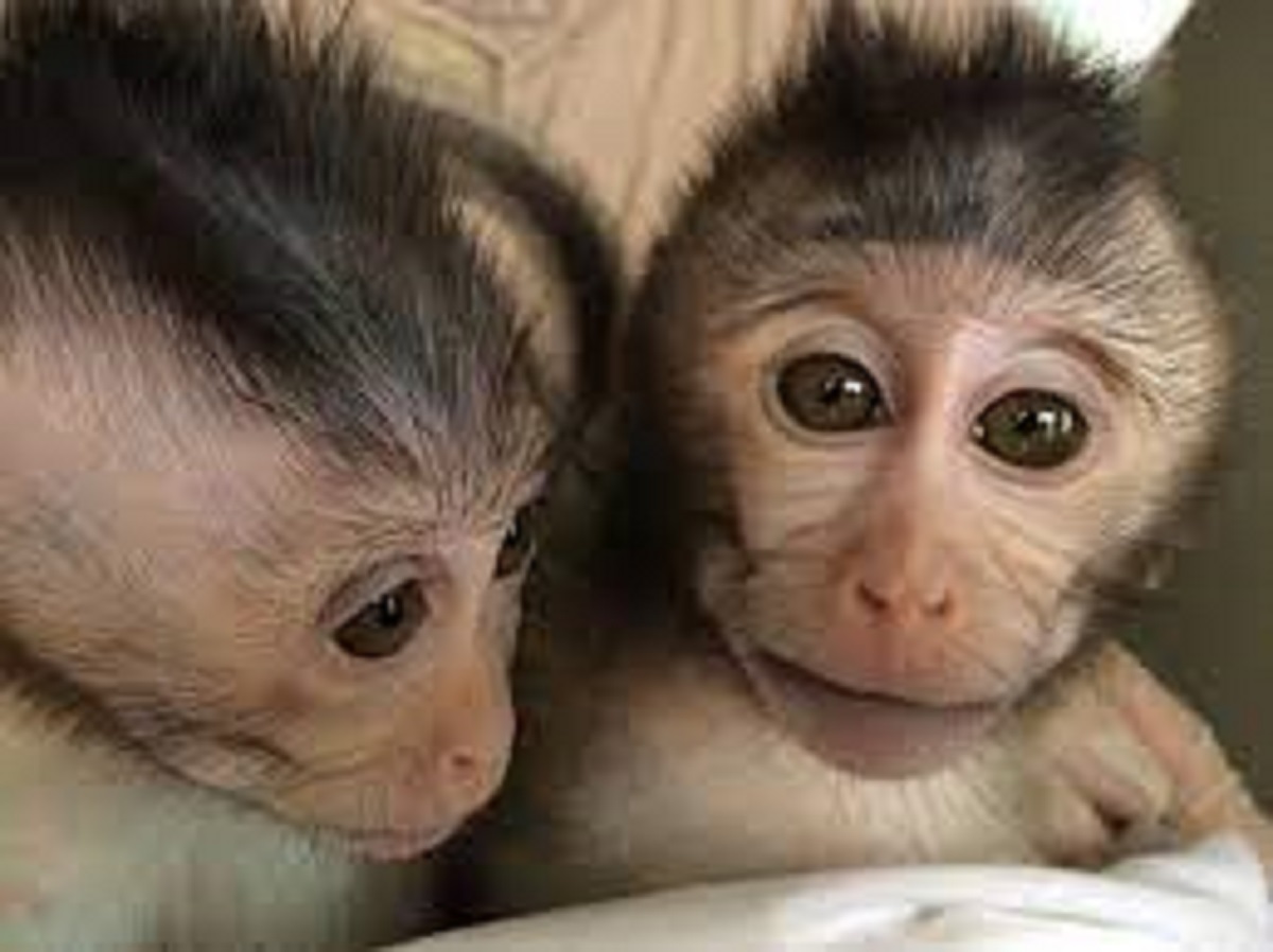 میمون تراریخته به عنوان مدلی برای مطالعه تکامل مغز انسان