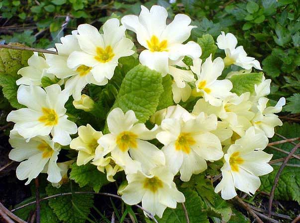 خواص و فواید شگفت انگیز گل پامچال